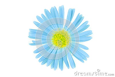 Flower blue isoalted Stock Photo