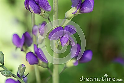 Flower of a blue wild indigo, Baptisia australis Stock Photo