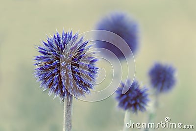 Flower Blurred pattern - flowers of blue thistles. Blurred flowers in the background Stock Photo