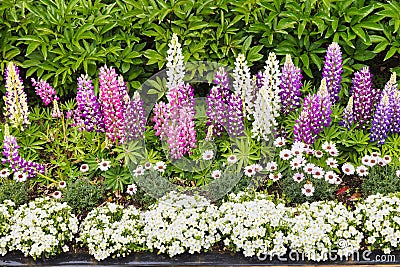 Flower border with, among other flowers, lupins Stock Photo