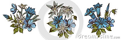 Flower bouquet of colored edelweiss, meadow geranium, gentiana Vector Illustration