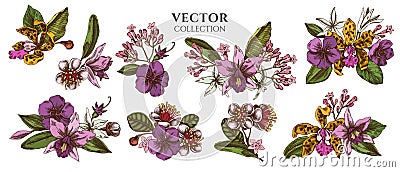 Flower bouquet of colored laelia, feijoa flowers, glory bush, papilio torquatus, cinchona, cattleya aclandiae Vector Illustration