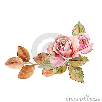 Flower Bouquet floral bunch, boho design object, element. Peach, creamy pale pink Rose flowers Stock Photo