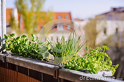 Flower-box with growing fresh herbs on the balcony Stock Photo