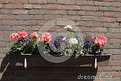 A flower box with pink and white geraniums closeup Stock Photo