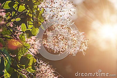 Flower branch spring sunlight shines in the frame Stock Photo