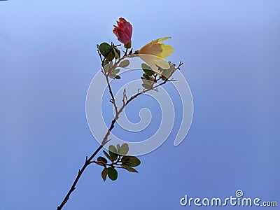 Flower on a branch wavering on blue Sky Stock Photo
