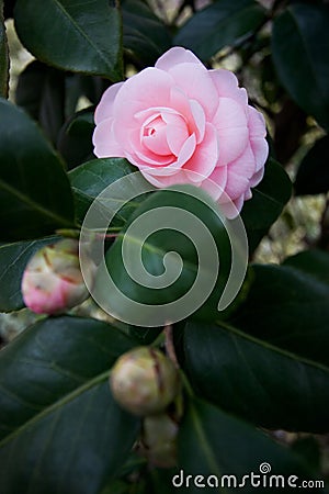 Flower and bud Stock Photo