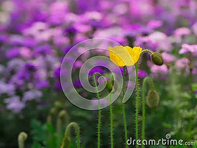 Flower and bud Stock Photo