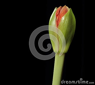 Flower Bud Stock Photo