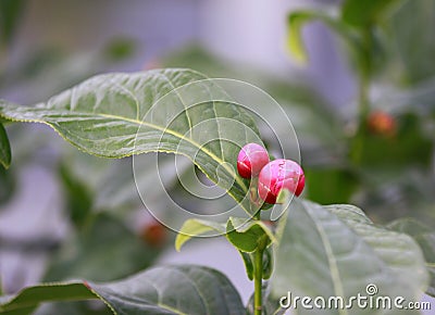 Flower bud, alabastrum of Rosa aurora,rose bengal camellia, japonica in full bloom with green leaf Stock Photo