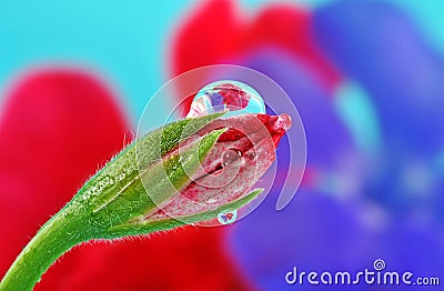 Flower bud and beautiful rain drop Stock Photo