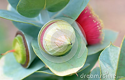 Flower, bud and fruit of Eucalyptus macrocarpa Stock Photo