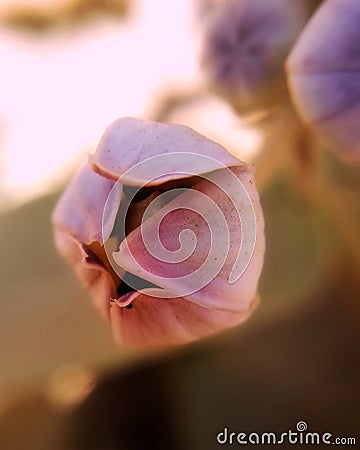 Flower bud macro shot macro photography Mobile shot shotonoppo oppof1s Stock Photo