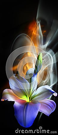 Flower and bud of white lilies, pistil and stamens, painted by light on a colorful background Stock Photo