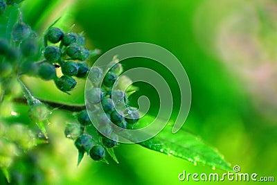 Flower buds Stock Photo