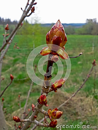 Flower buds chestnut & x28;Aesculus hippocastanum& x29; spring budding Stock Photo