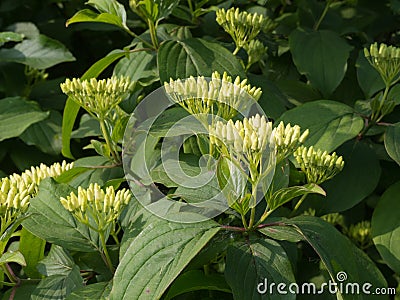 Flower buds of Common Dogwood Stock Photo