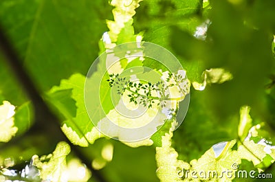 Flower buds and leaves of shoots grapevine spring Stock Photo