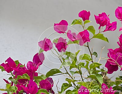 Flower buganvilla Bougainvillea Stock Photo