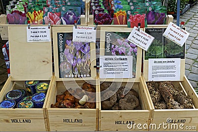 Flower bulbs on a market Editorial Stock Photo