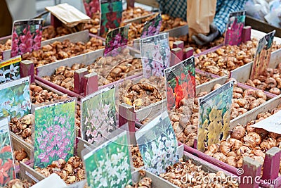 Flower bulbs on sale during spring fair in Italy Editorial Stock Photo