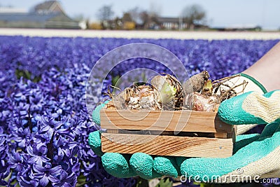 Flower bulbs Stock Photo