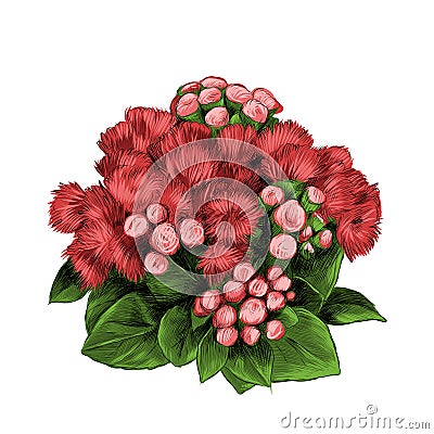 The flower Bush bouquet ageratum sketch vector Vector Illustration