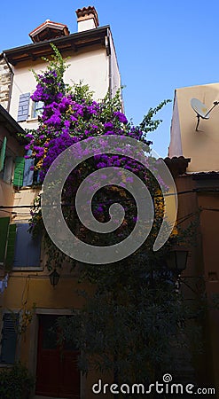 Flower bush on the street of Adriatic coast city of Rovinj, Croatia Stock Photo