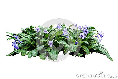 Flower bush tree isolated plant with clipping path Stock Photo