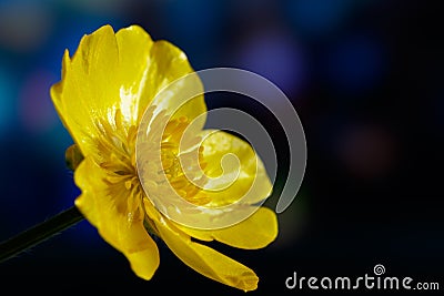 Flower of buttercup, or spearwort, or water crowfoot on dark colorful background Ranunculus Stock Photo