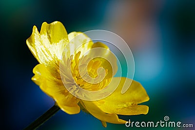 Flower of buttercup, or spearwort, or water crowfoot on dark colorful background Ranunculus Stock Photo