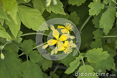 Flower Button- Tg jiu Romania 1 Stock Photo