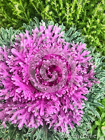 Flower cabbage Stock Photo