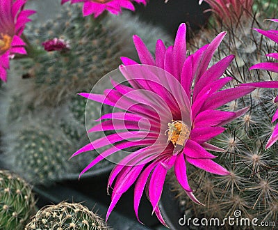 FLOWER OF CACTUS Stock Photo