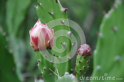 Flower on a cactus, grown up automatically in natural ecosystem Stock Photo