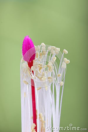 Flower cactus-reproductive organs Stock Photo