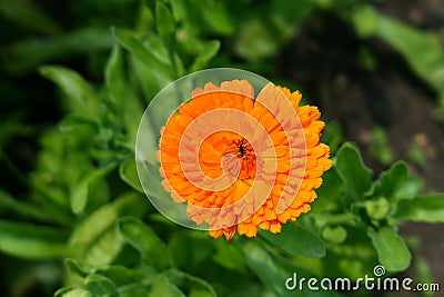 Flower Calendula Orange Gem blooming Stock Photo