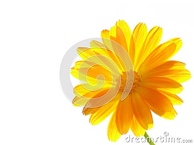 Flower of calendula on white background. Stock Photo
