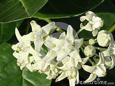 Flower of Calotropis gigantea - White Giant Milkweed Tree Stock Photo