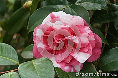 Flower of Camelia japonia Theaceae . White and pink variety Stock Photo