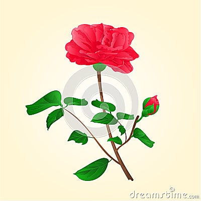 Flower Camellia Japonica with bud vector Vector Illustration