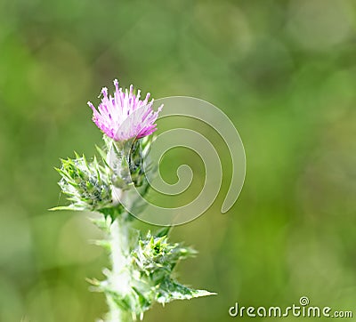 flower of cardus Stock Photo