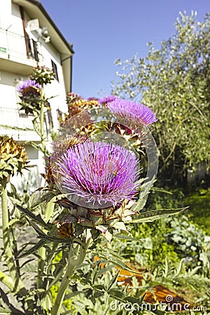 Flower of cardus Stock Photo