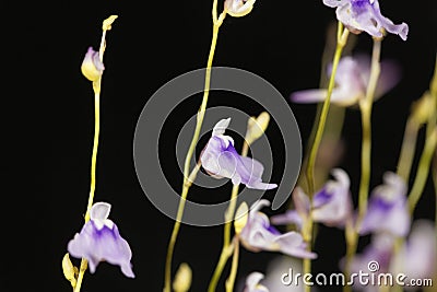 Flower of Utricularia minutissima. Stock Photo