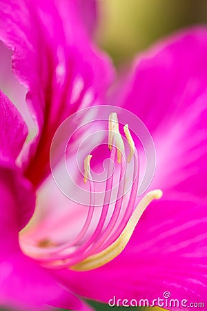 Flower carpel close up Stock Photo