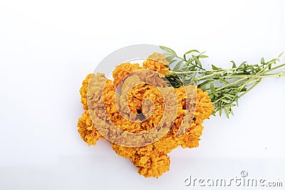 Flower of cempazuchitl for the day of the dead in Mexico Stock Photo