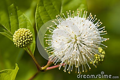 Flower or Cephalanthus occidentalis, known also as Button bush. Stock Photo