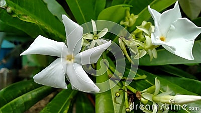 Flower of Cerbera manghas fruit Stock Photo