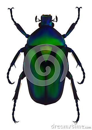 Flower chafer Cartoon Illustration